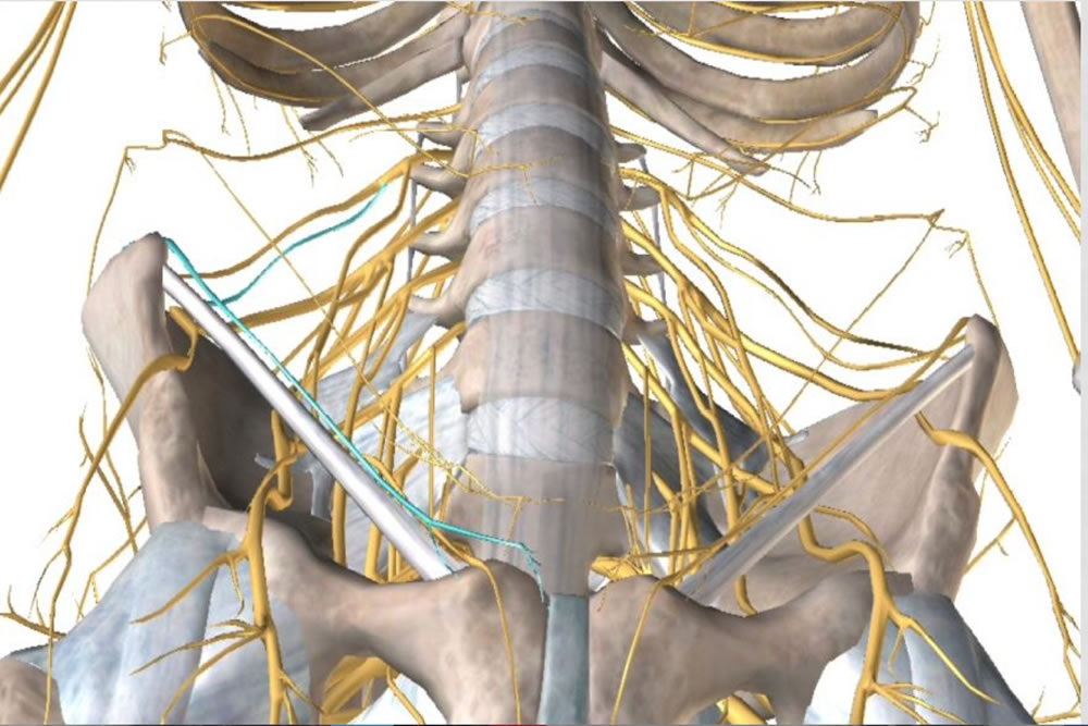 Pelvic neurology