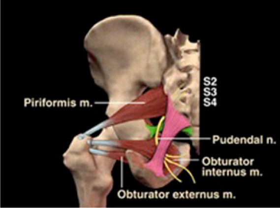 Pudendal Neuralgia